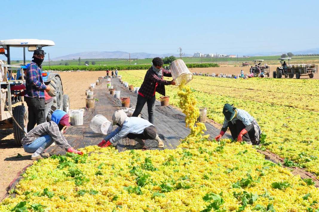 Üzüm ihracatının yüzde 90'ı bu kentten yapılıyor: 103 ülkeye gönderiliyor! Üzümler serildi, ovadan renkli görüntüler... 5
